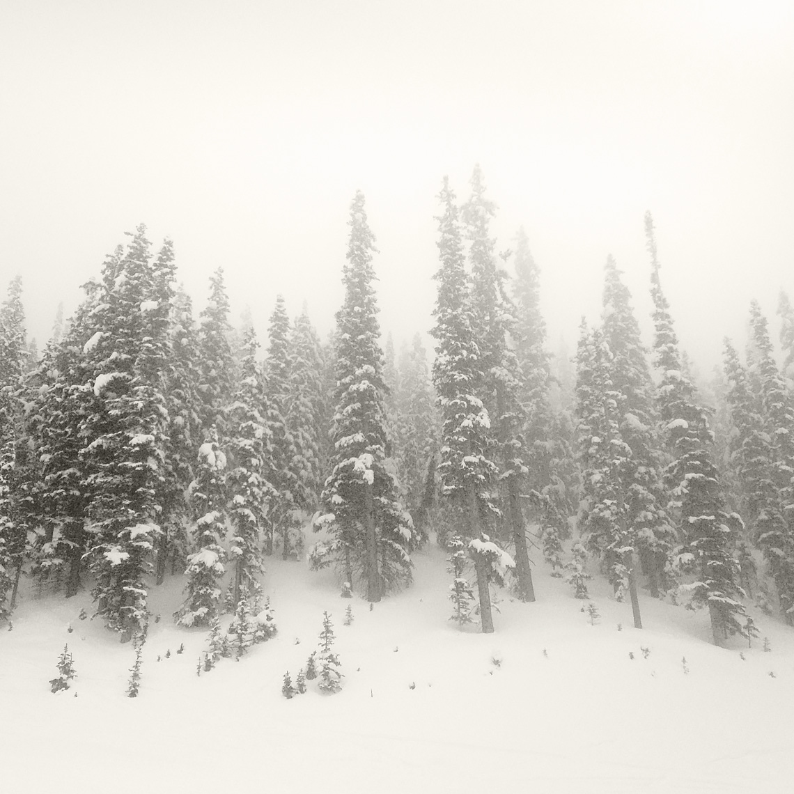 Trees in the snow - Taos New Mexico