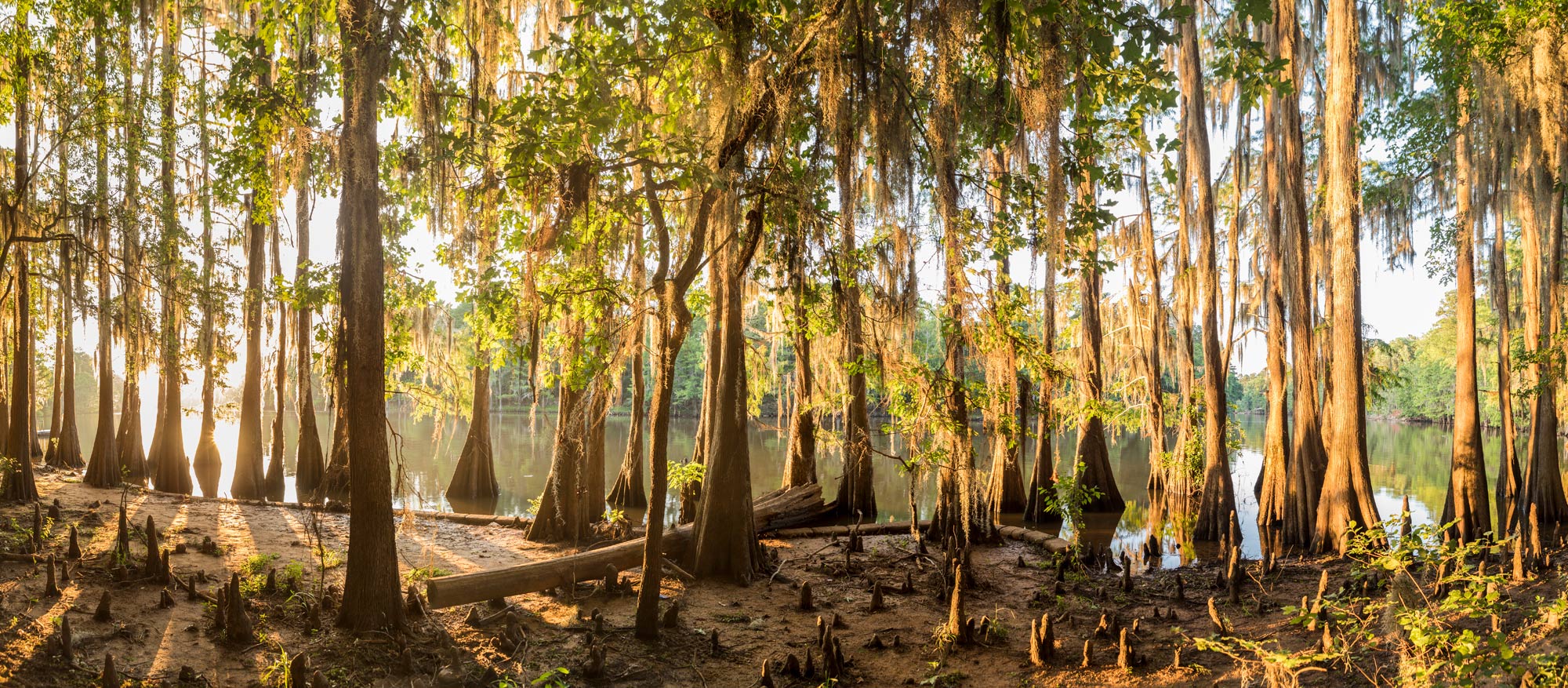 Cypress Grove - Caddo Lake