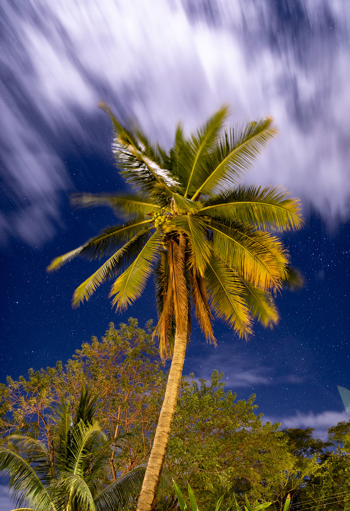 Palm Tree and Stars