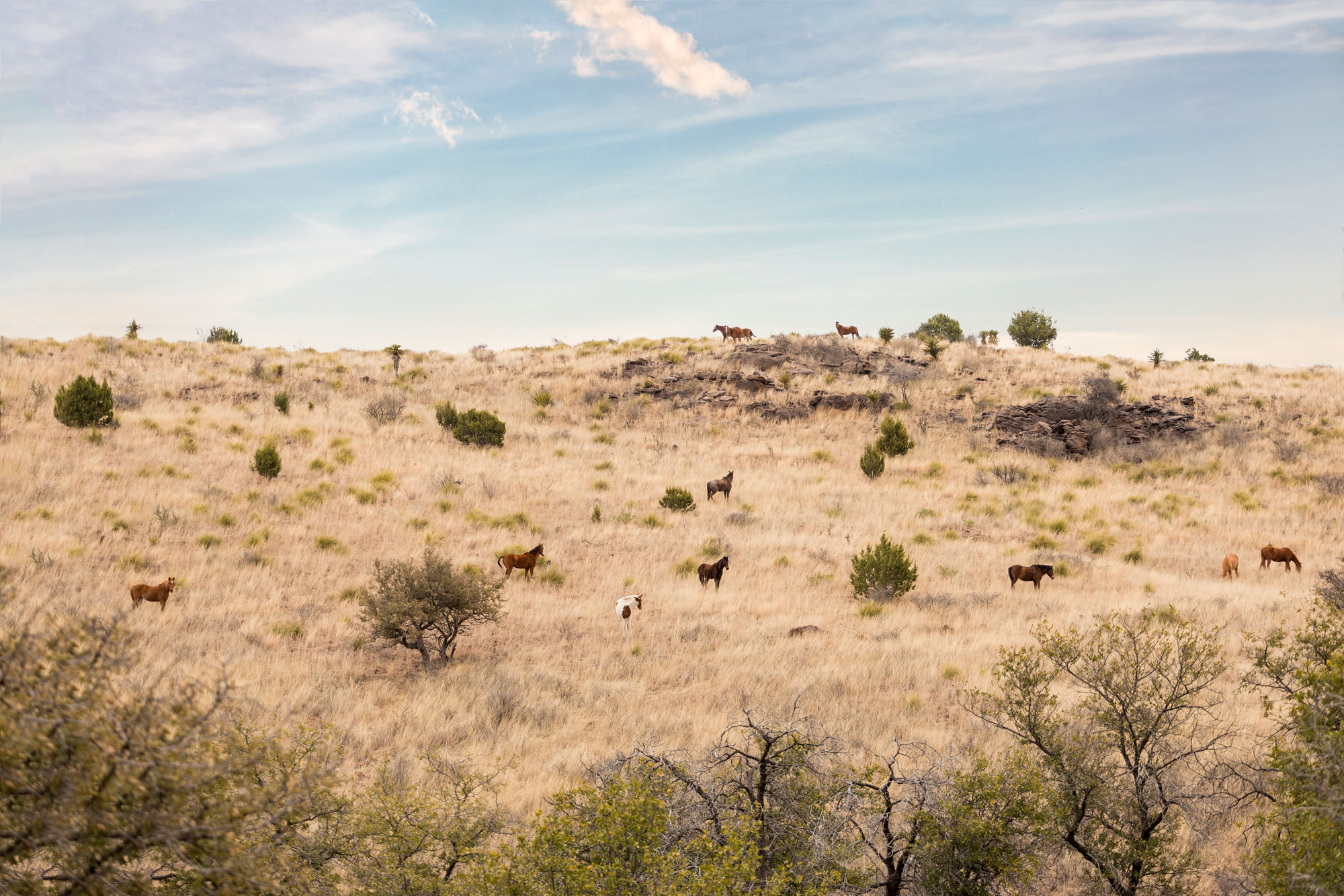 Horses graze in the Davis Mountains in West Texas