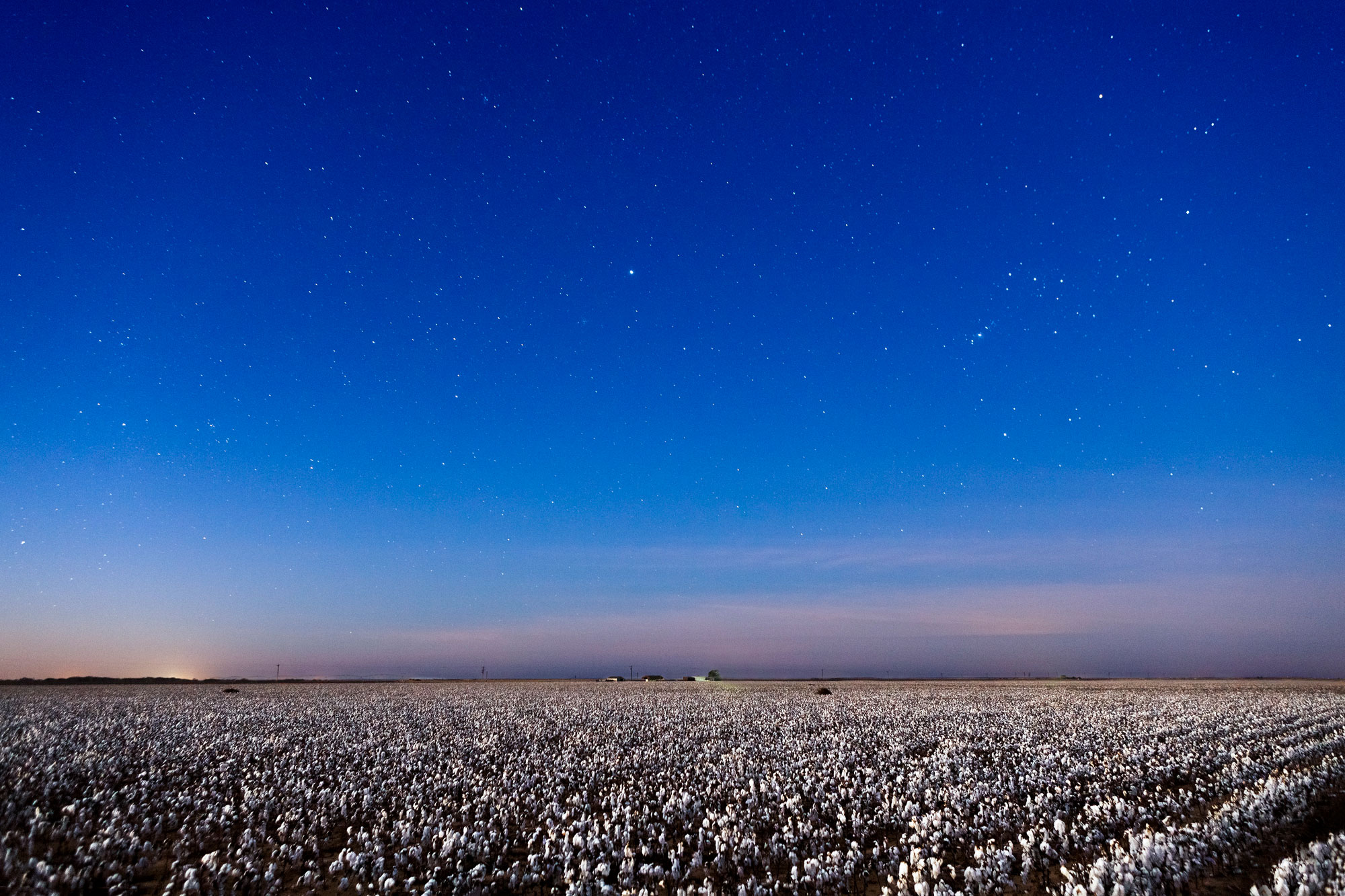 Cotton Field and stars and night