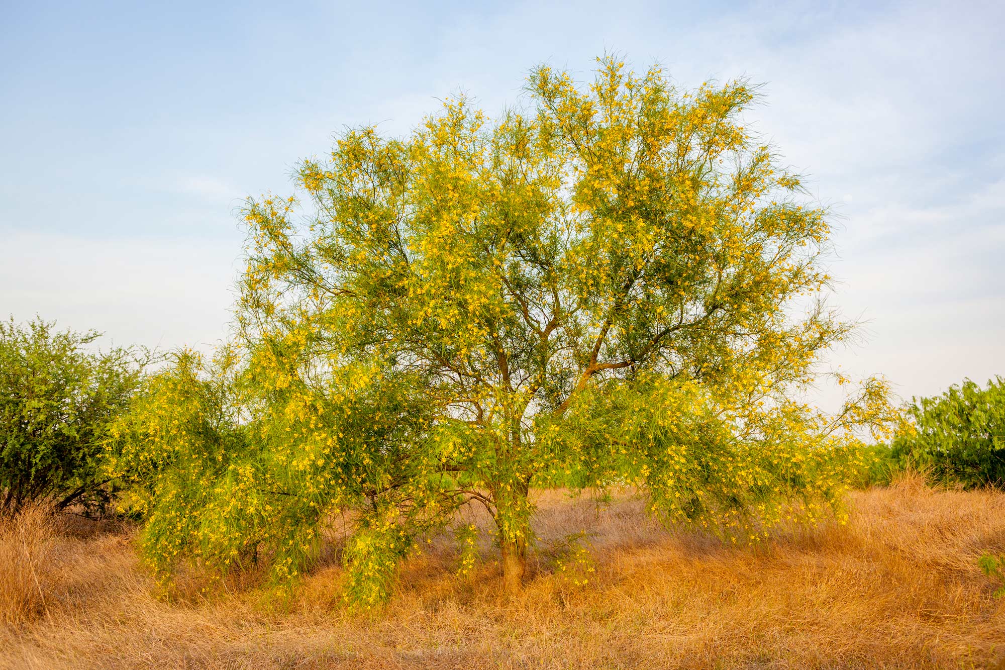 Palo Verde Tree - South Texas