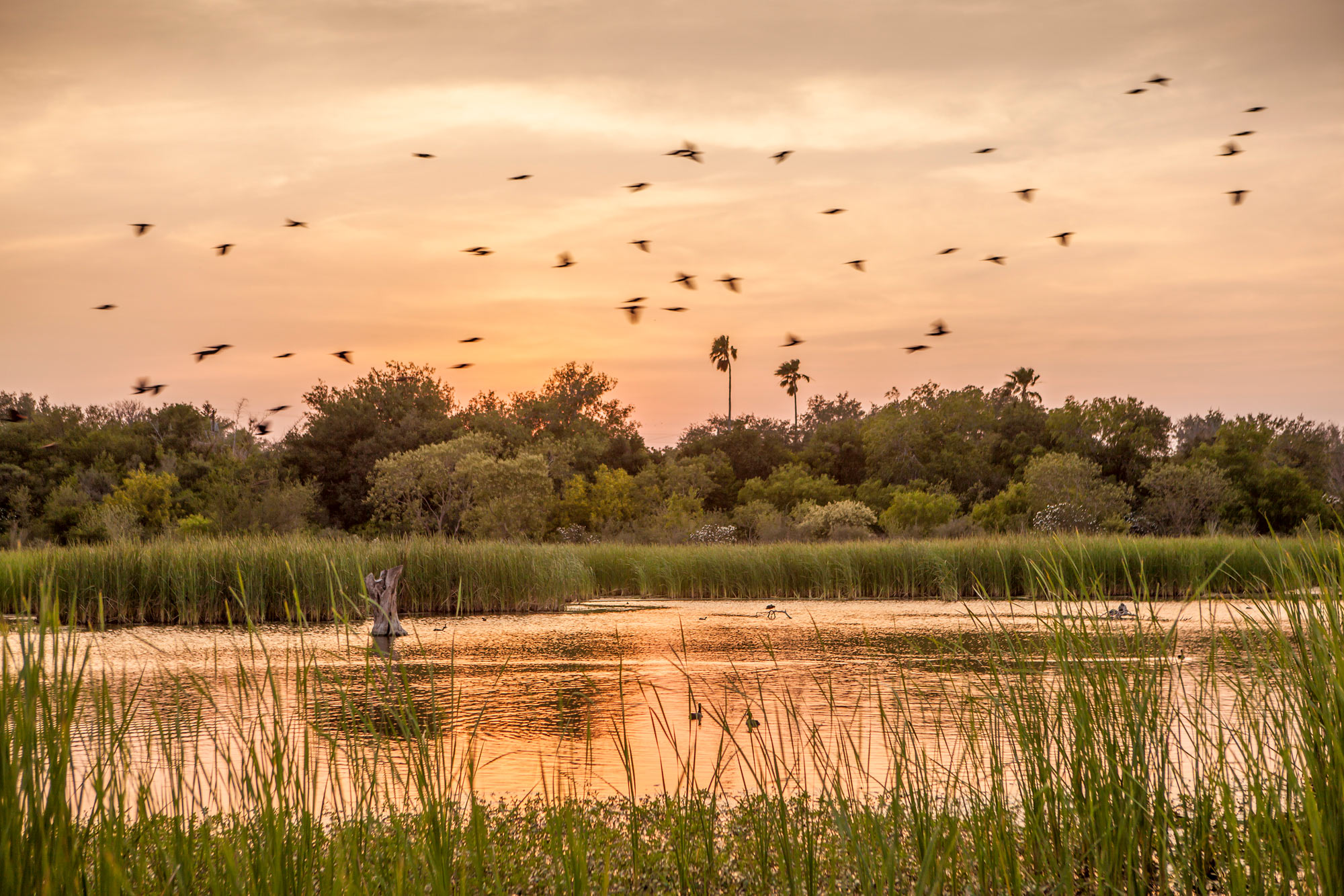 Ibis Pond, Estero Llano Grande State Park