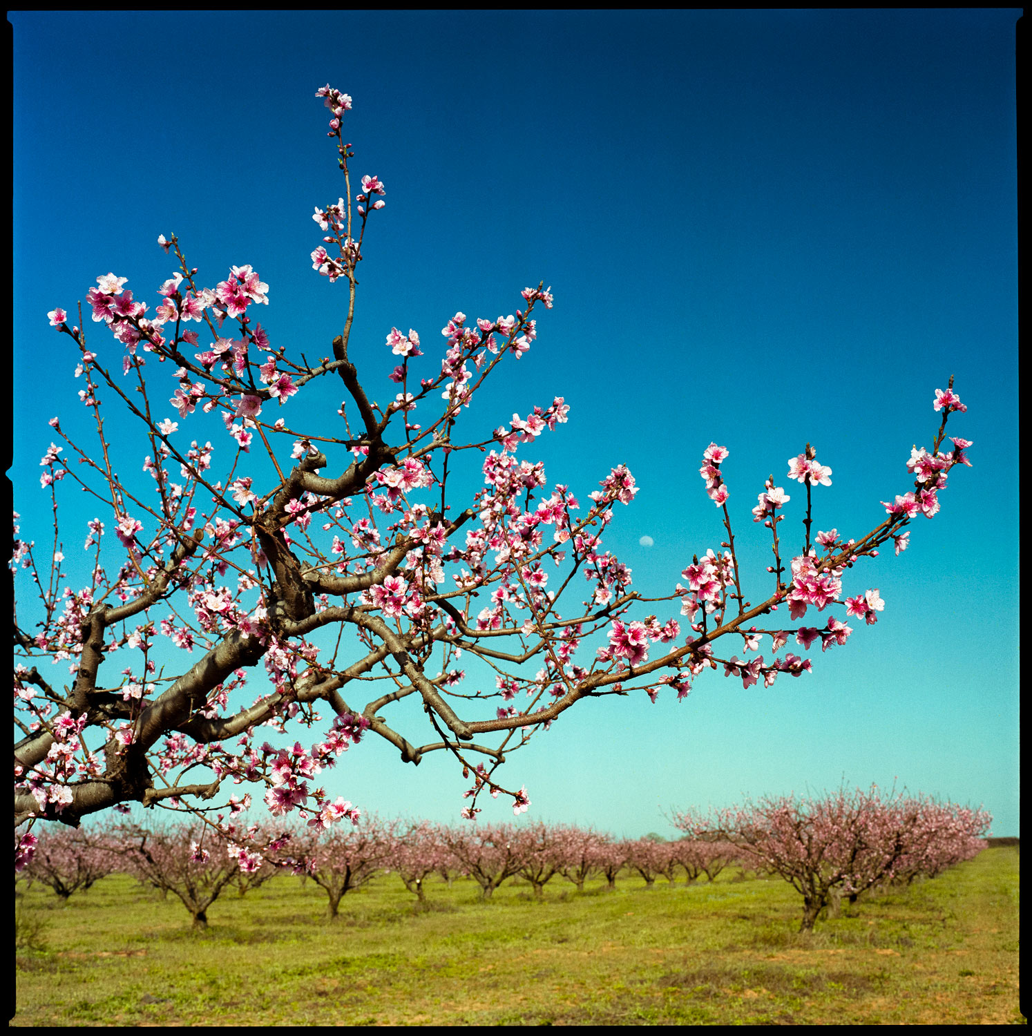 Peach Blossoms in orchard near Stonewall, Texas