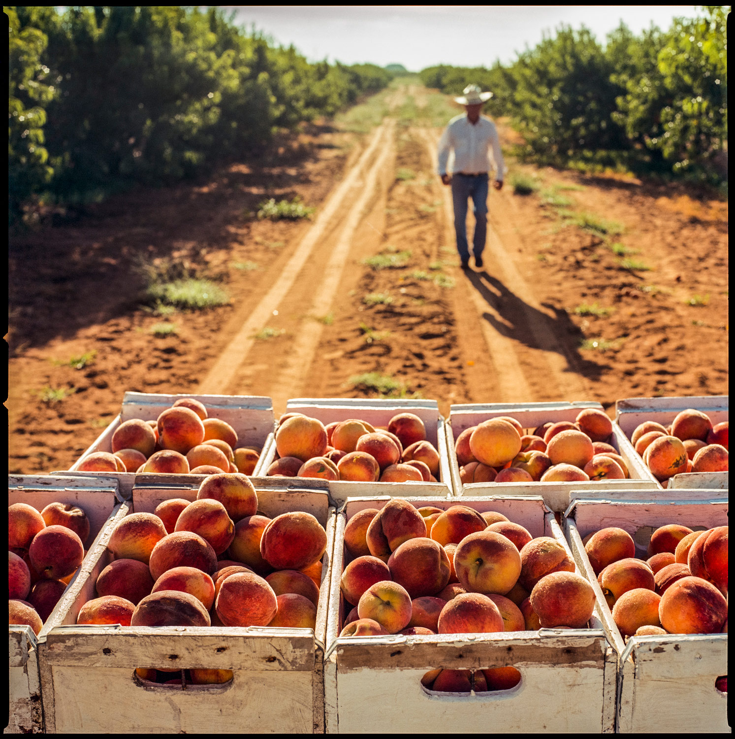 Peaches in crates near Stonewall, Texas
