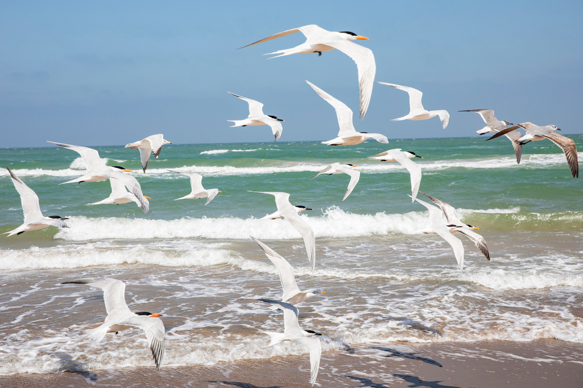 Shorebirds on Padre Island National Seashore