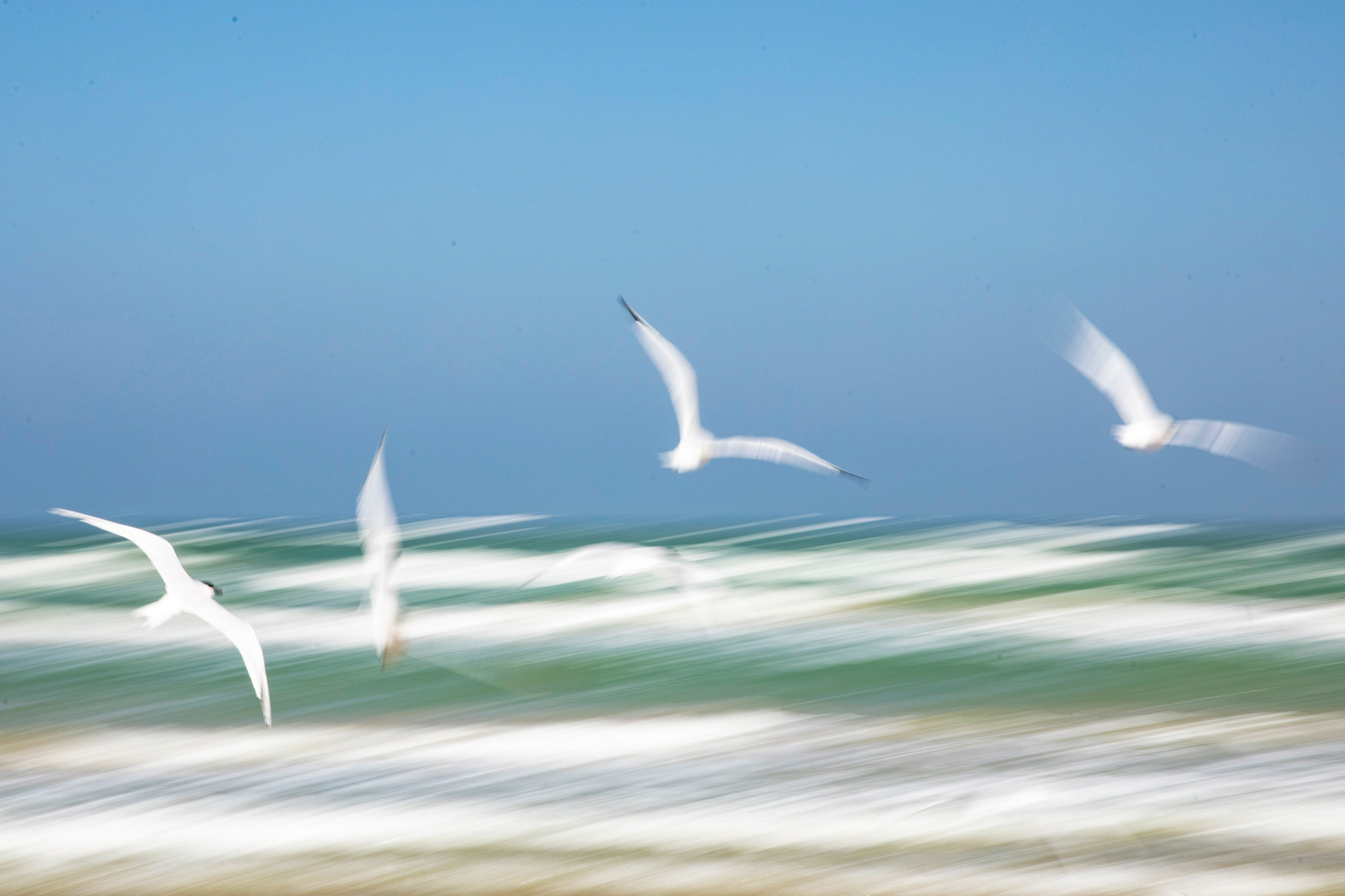 Shorebirds over the Gulf