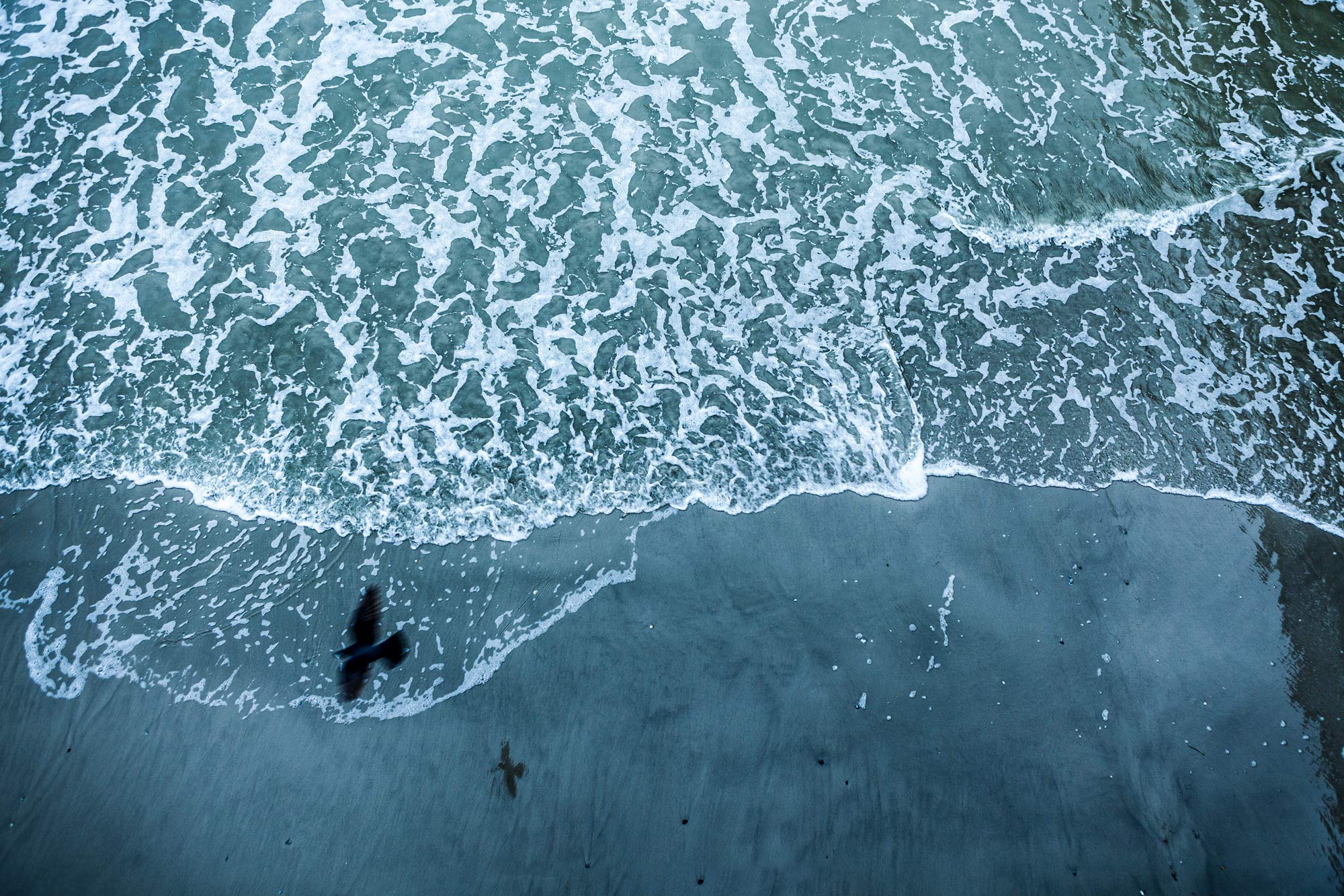 Black bird and shadow from above - water below