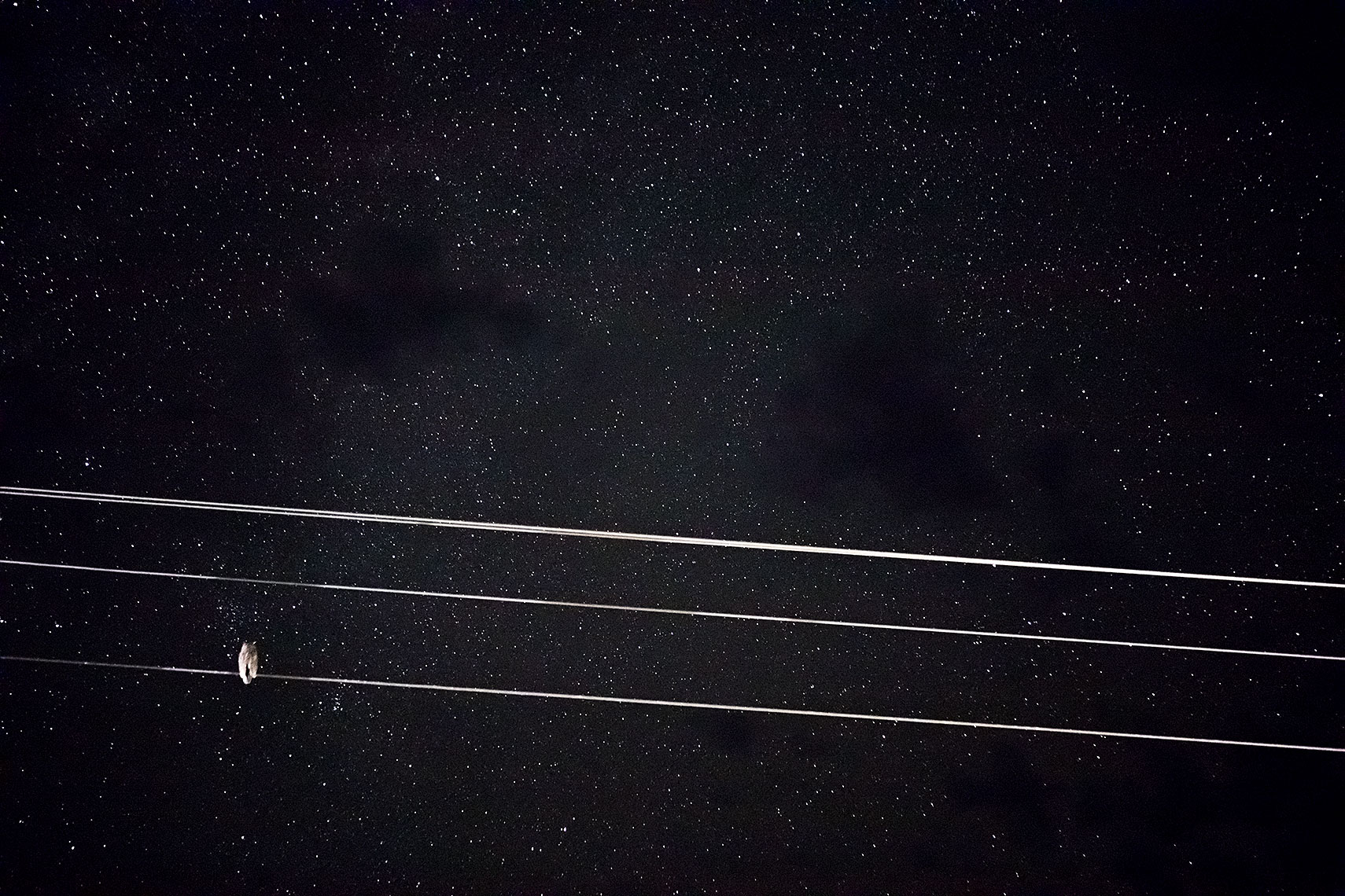 Bird on a wire with stars - Night Owl