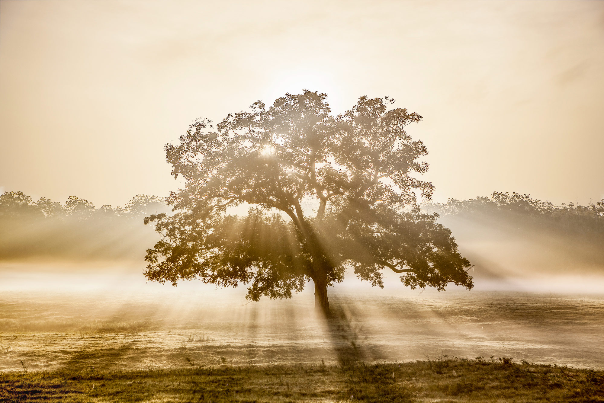 Tree in the fog at sunrise