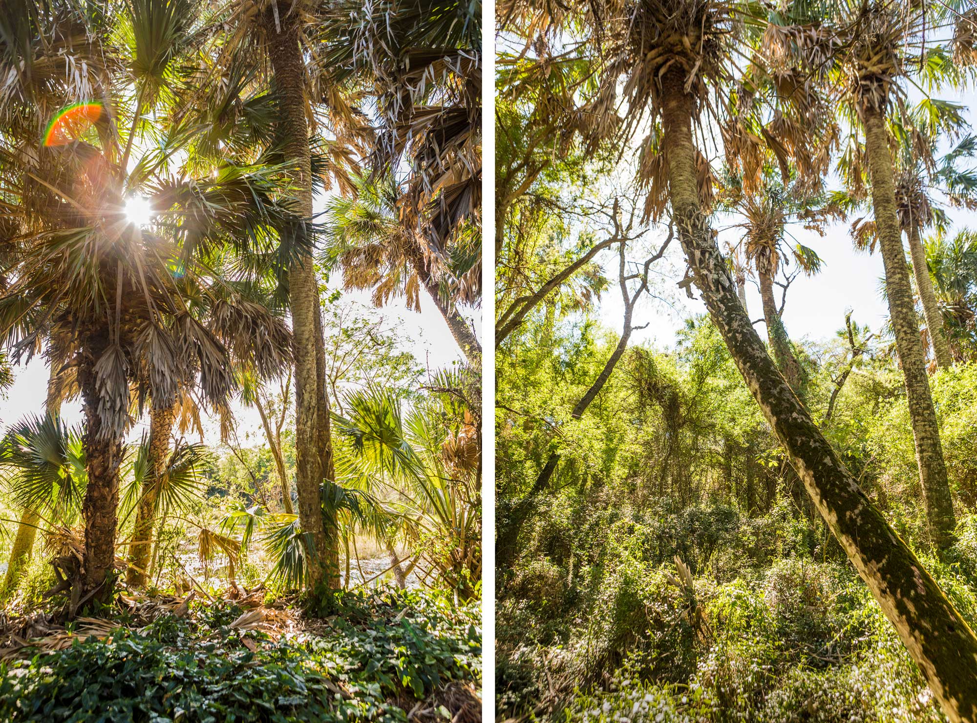 Sabal Palms Sanctuary - Brownsville
