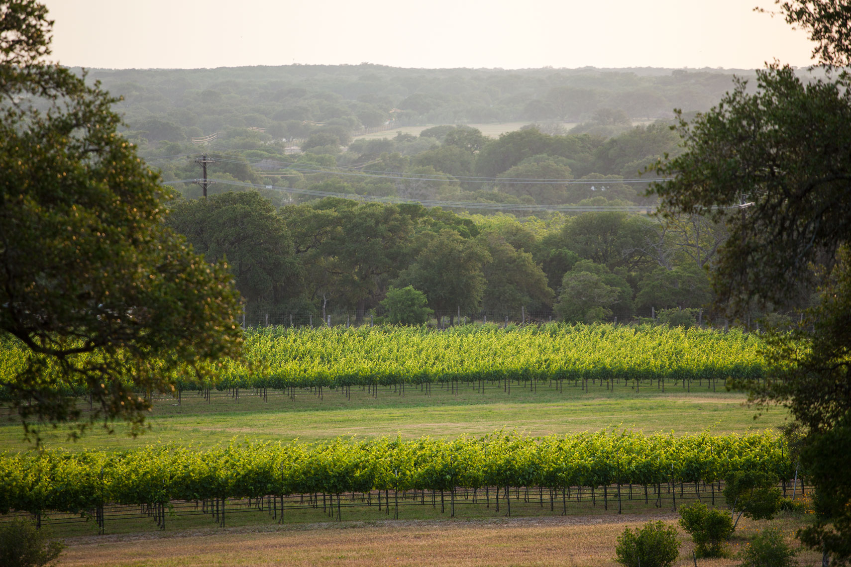 Vineyards