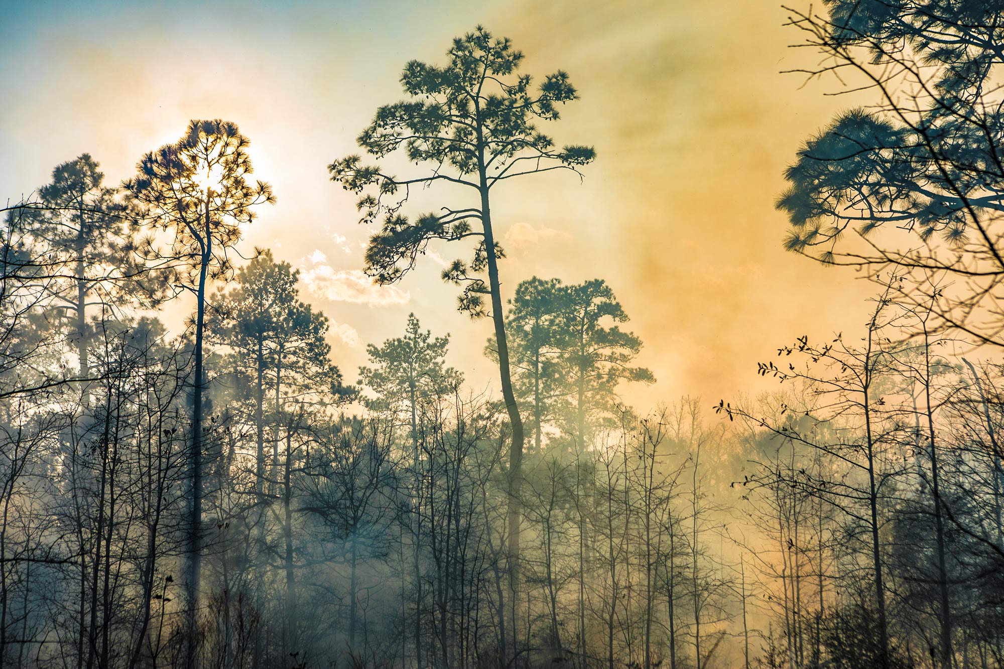 Smokey Pines, Controlled Burn at Roy E. Larson Sandyland Sanctuary