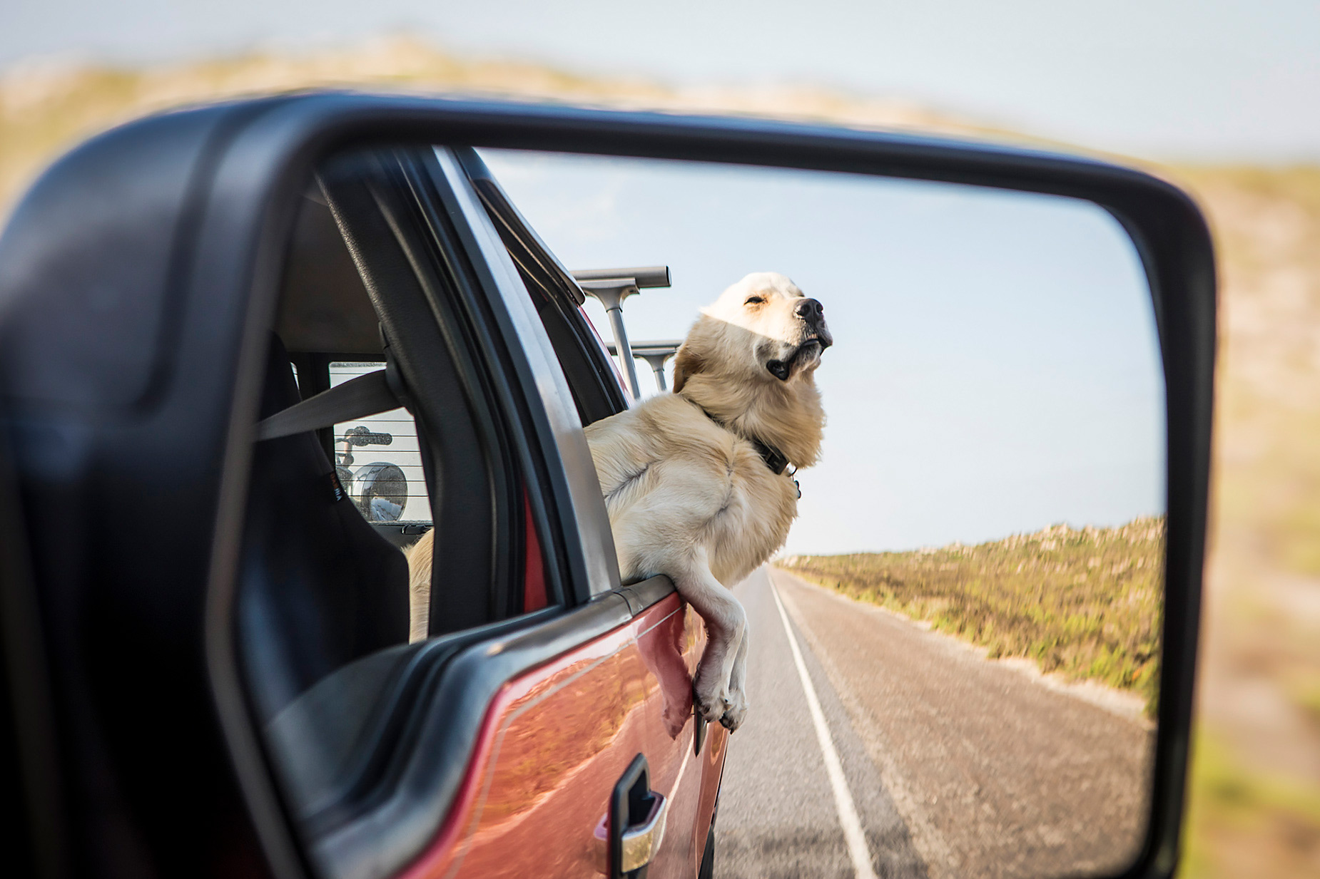 Dog hanging out of truck window on highway