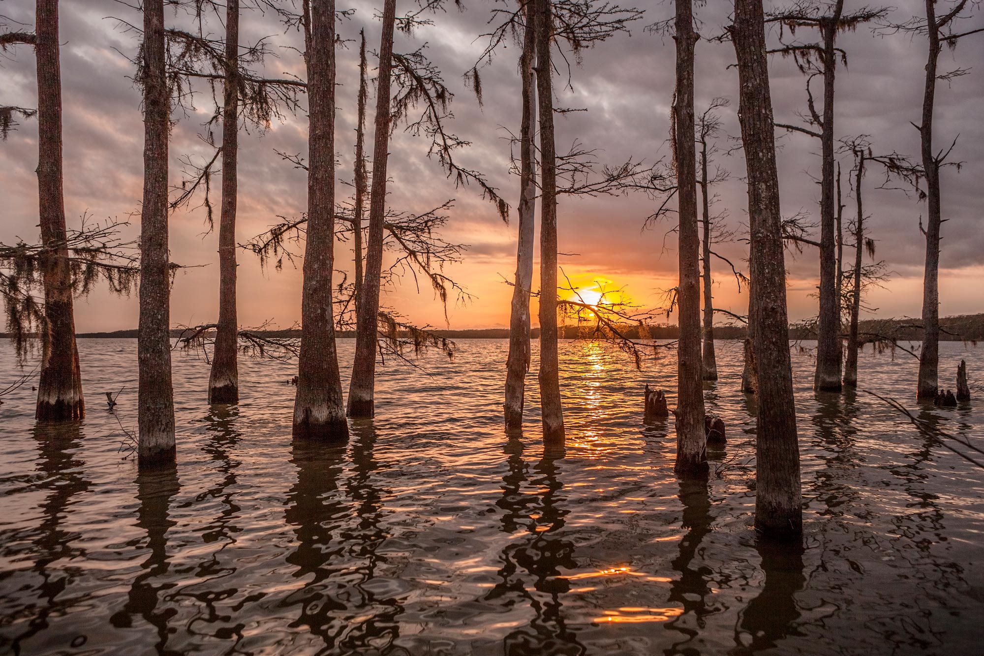 Lake Charlotte cypress trees at sunset - East Texas