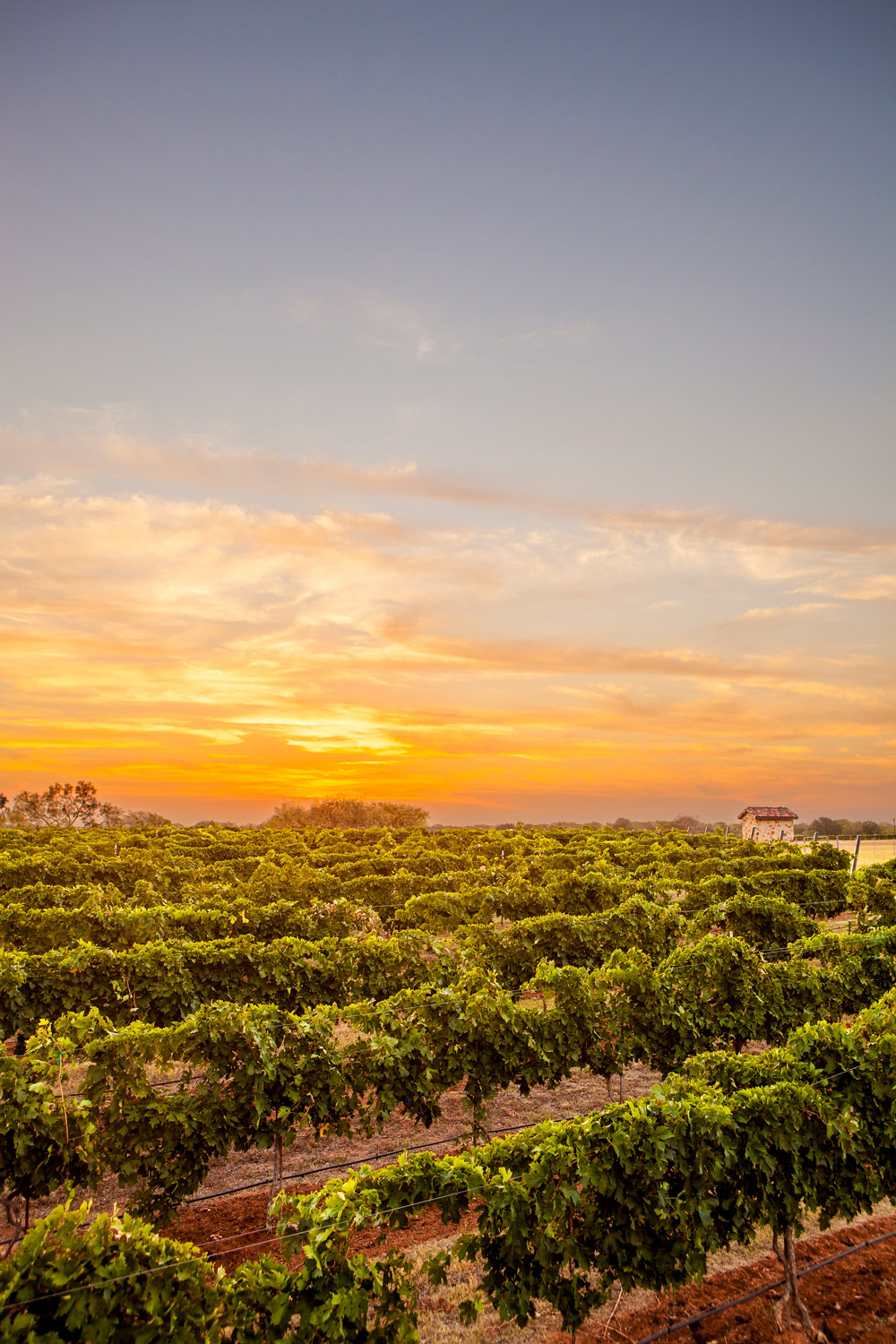 Wine orchard and vineyards near Frederiksburg, Texas
